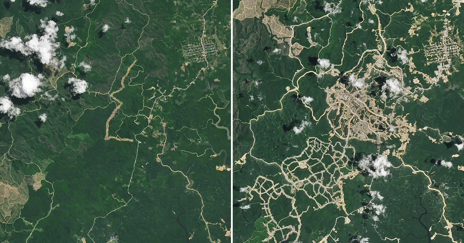 Rainforest destruction rapid 2 years